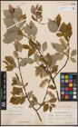 Foto von Salix coaetanea (Hartm.) Flod.